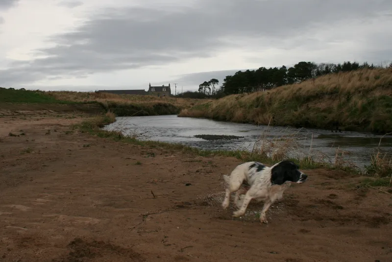 Tails on the Sand: The Honest Dog Owner's Guide to Polzeath